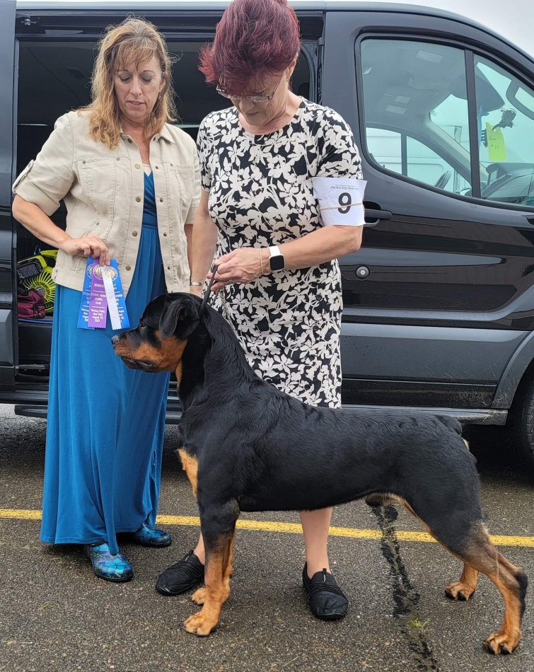 Brandy Hills Rockin Rottweilers Rottweiler Breeders located in