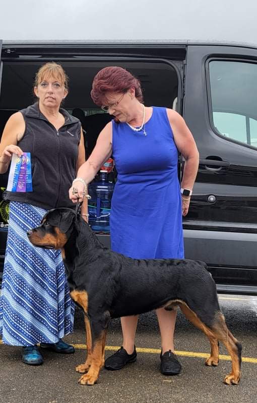 Brandy Hills Rockin Rottweilers Rottweiler Breeders located in