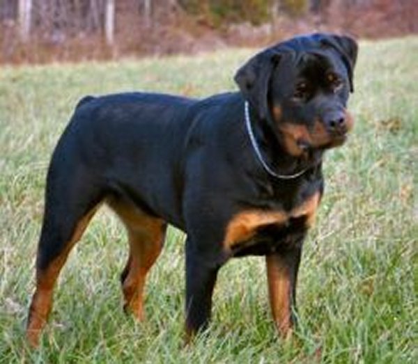 Brandy Hills Rockin Rottweilers Rottweiler Breeders located in