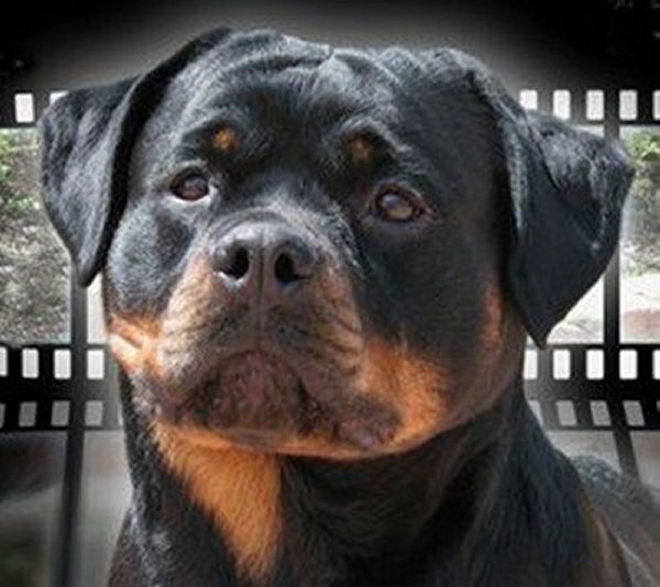 Brandy Hills Rockin Rottweilers Rottweiler Breeders located in