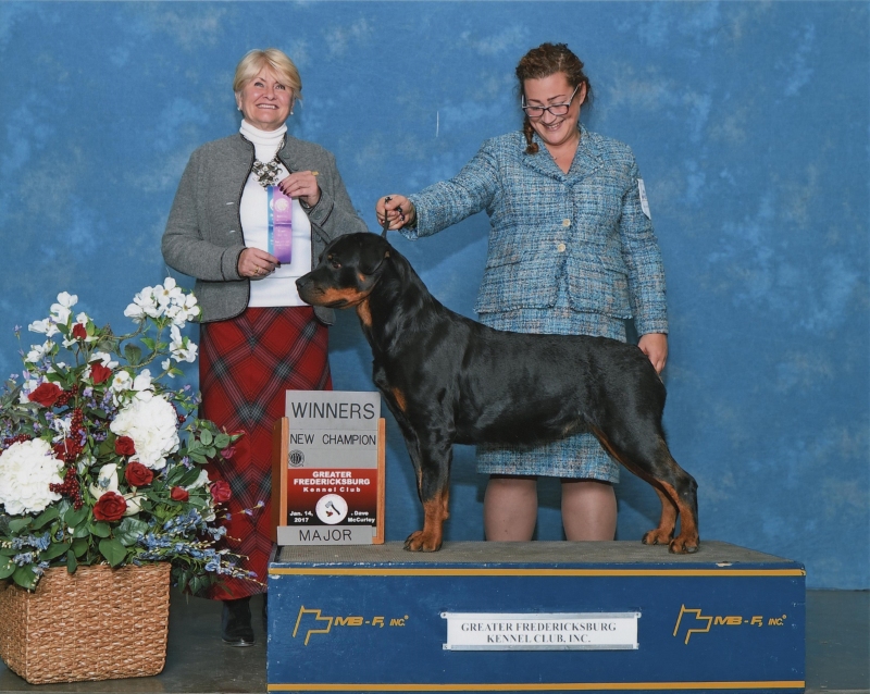 Brandy Hills Rockin Rottweilers Rottweiler Breeders located in