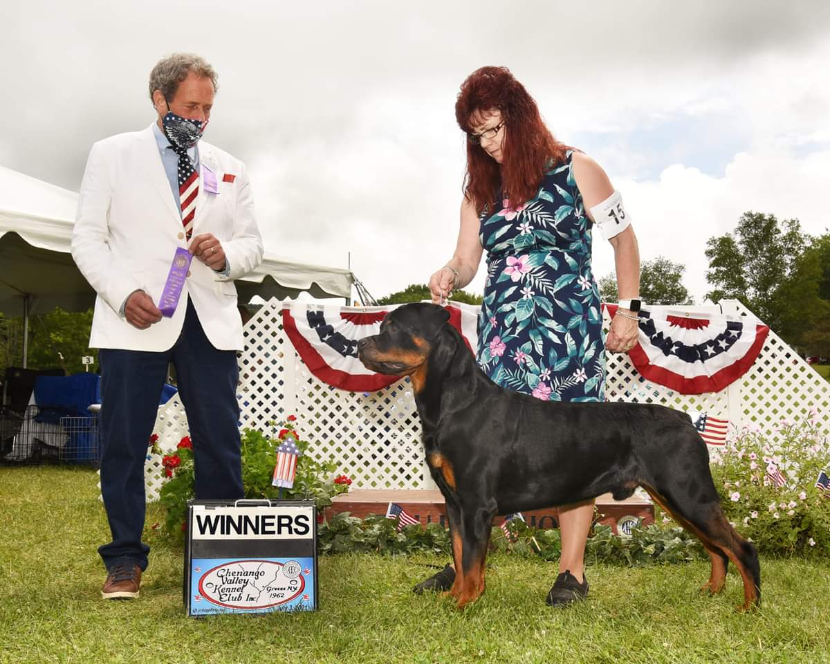 Brandy Hills Rockin Rottweilers Rottweiler Breeders located in