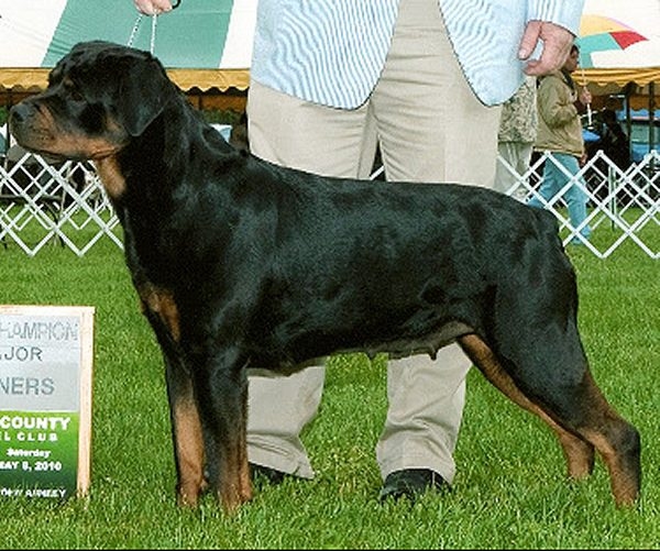 Brandy Hills Rockin Rottweilers Rottweiler Breeders located in