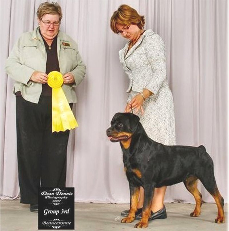 Brandy Hills Rockin Rottweilers Rottweiler Breeders located in