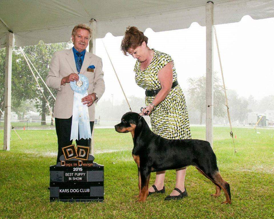 Brandy Hills Rockin Rottweilers Rottweiler Breeders located in