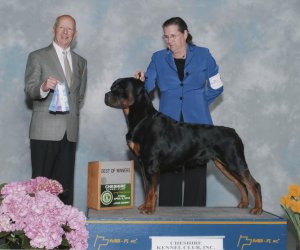 Miyagi BOW April 8, 2016 / Troy Kennel Club