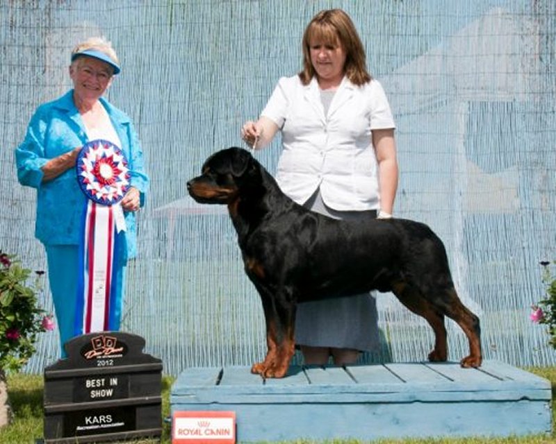 Brandy Hills Rockin Rottweilers Rottweiler Breeders located in